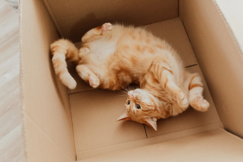 Verhuizen naar Amsterdam met huisdieren en kat in een verhuisdoos